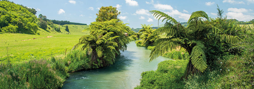 Freshwater in Pongakawa Stream