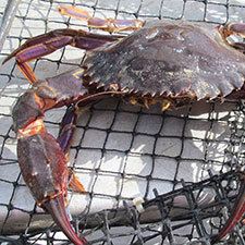 asian paddle crab