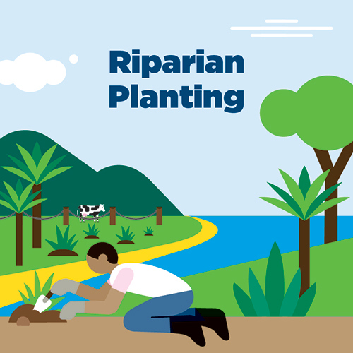 riparian planting illustration