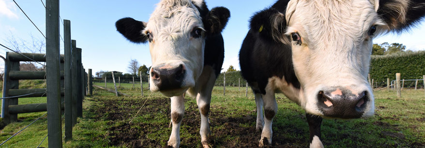 cows