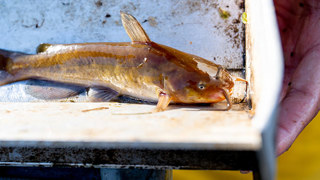 Freshwater pest caught from Lake Rotoiti.