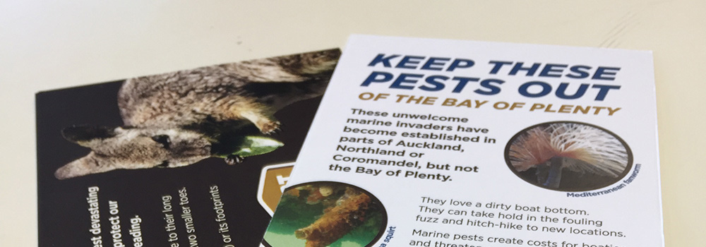 Nutgrass - Pest control hub - Northland Regional Council