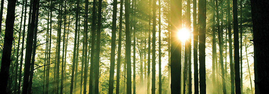 Forest in the Bay of Plenty