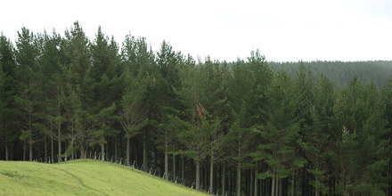 forest