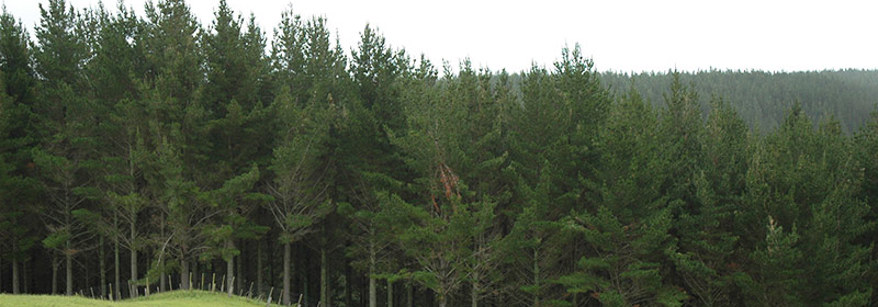 forest
