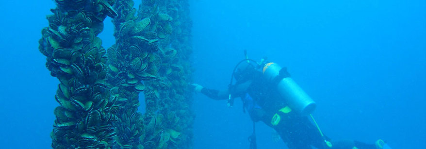 Aquaculture
