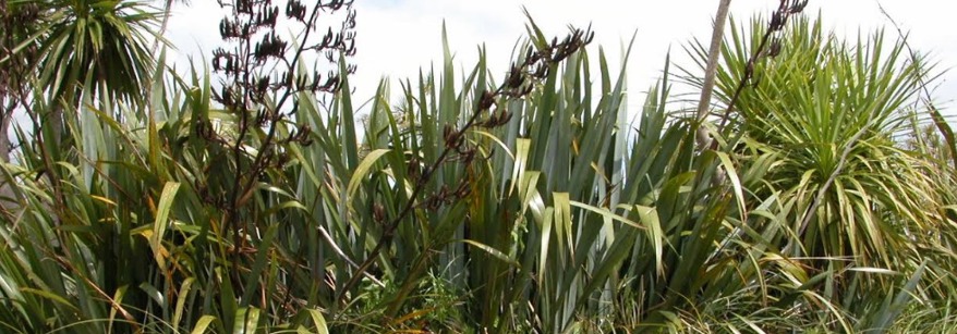 Wetlands site lower Kaituna