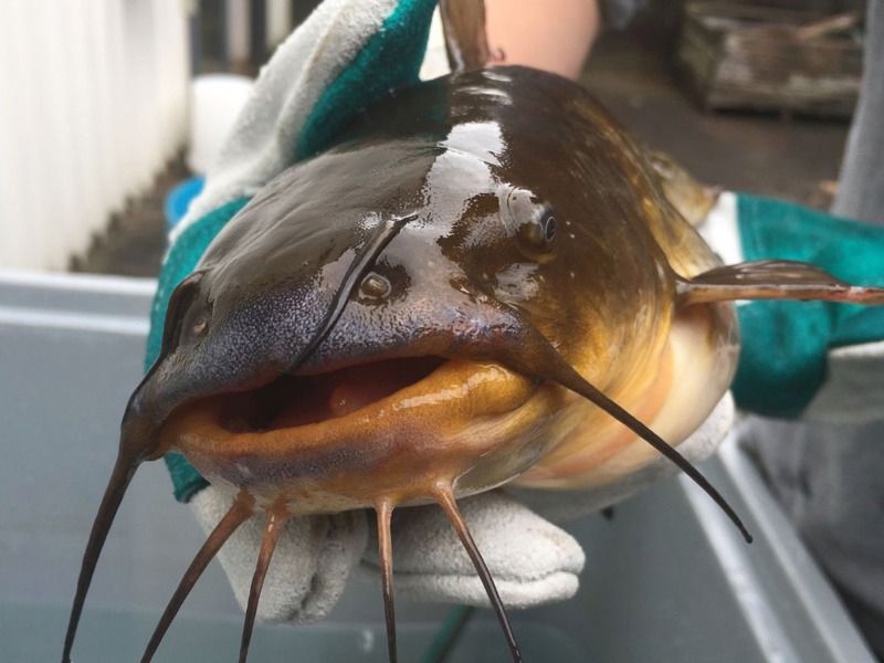 Catfish from Lake Rotoiti.