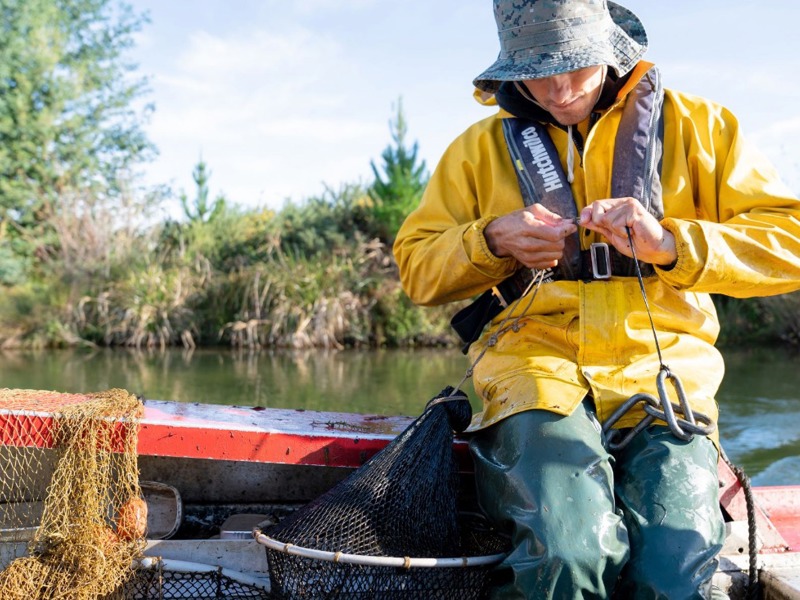 Geoff managing catfish in Lake Rotoiti.