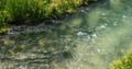 A stream in Pongakawa.
