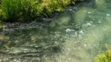 Stream in Pongakawa.jpeg