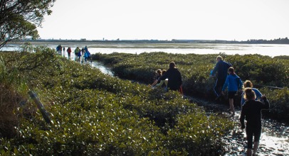Estuary mangrove field trip