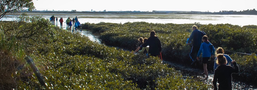 Estuary mangrove field trip