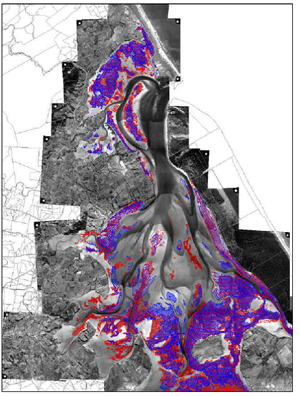 The northern Tauranga Harbour and the presence of seagrass in 1959 (red) and 1996 (blue).