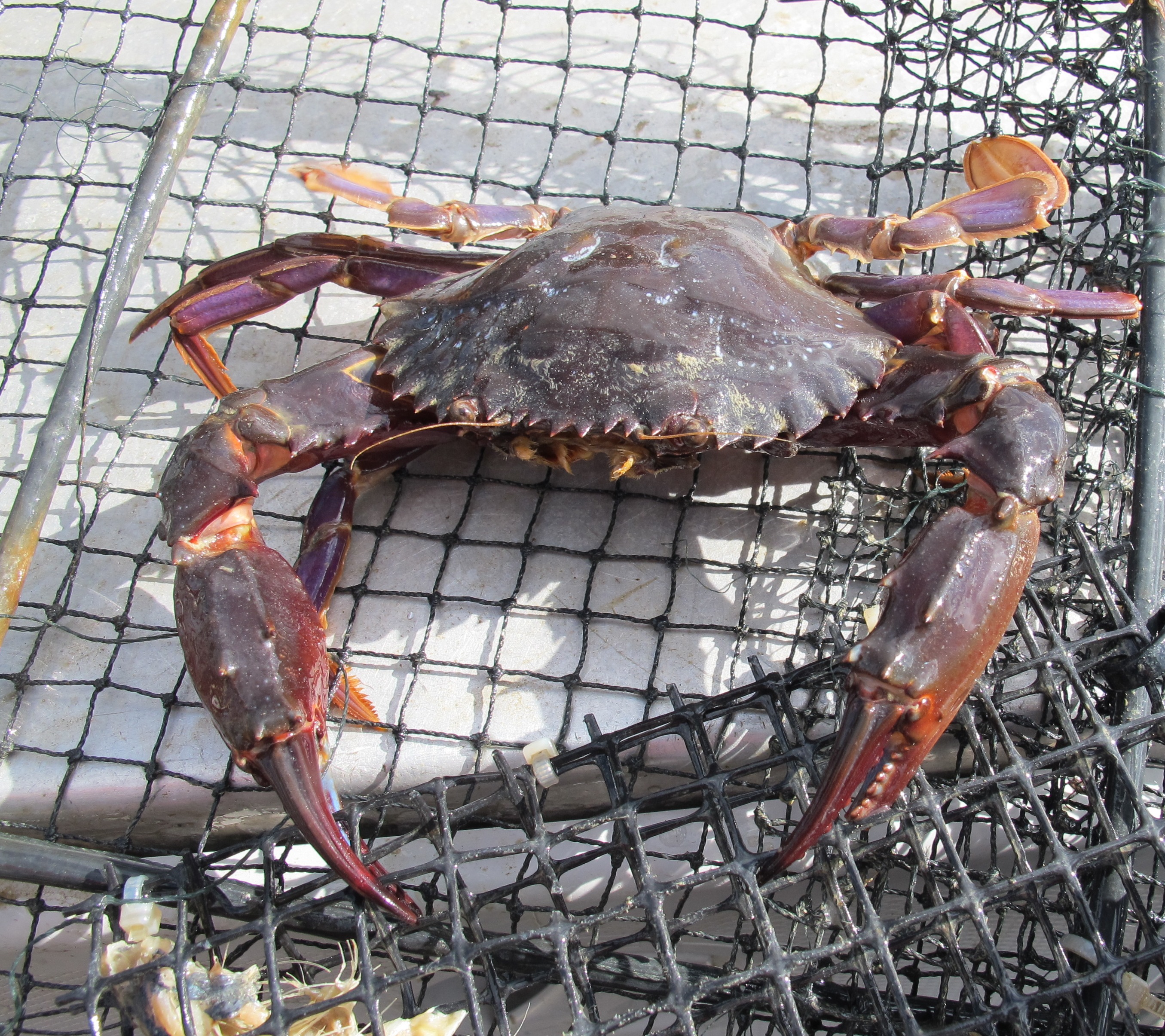 Asian Paddle Crab Charybdis Japonica Credit Swilkens Niwa