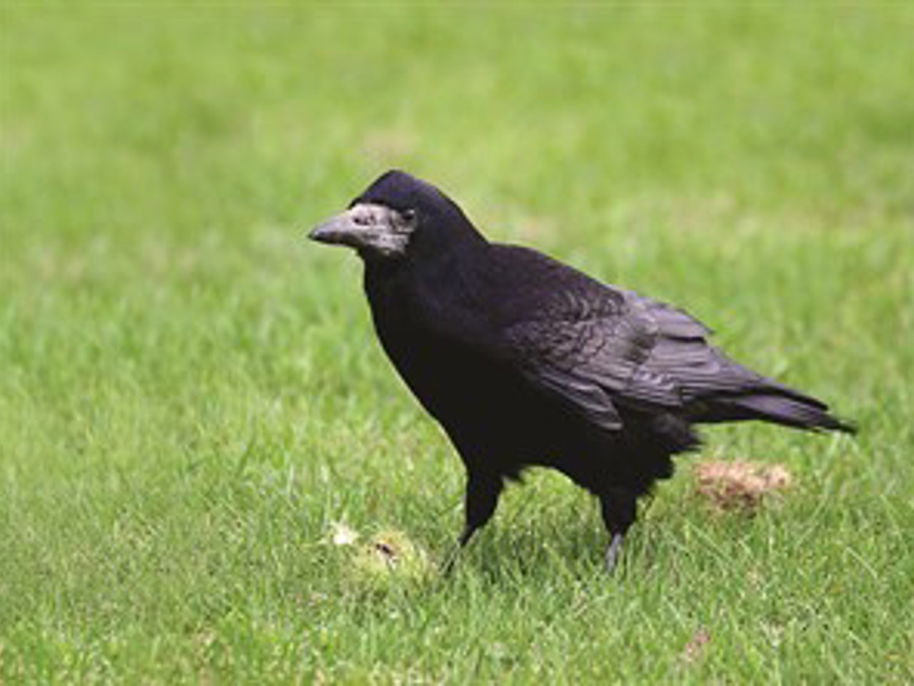 Rooks