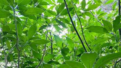 woolly nightshade plant
