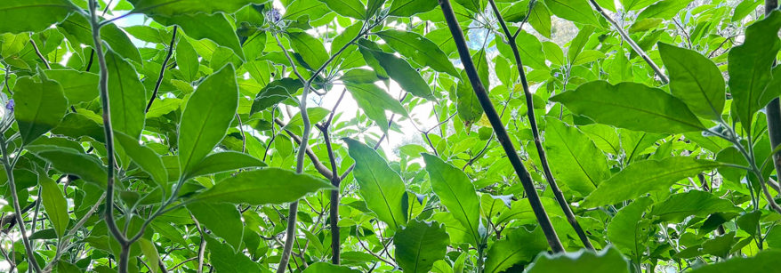 woolly nightshade plant