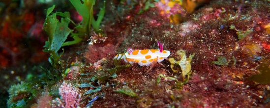 Underwater near Motiti Island.