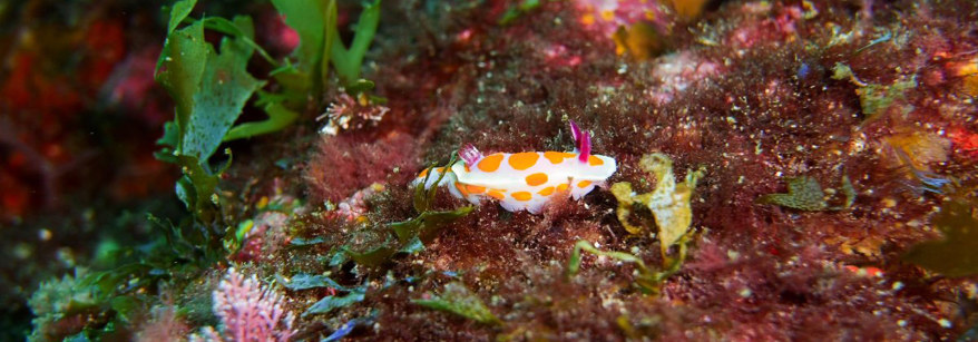 Underwater near Motiti Island.