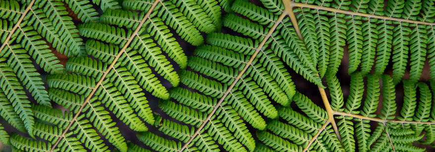 Katikati Uretara Estuary fern