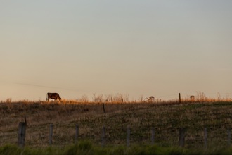Cow in the BOP