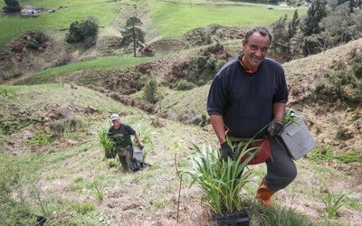 Kaiate Falls planting