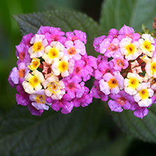 lantana flower