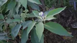 woolly nightshade