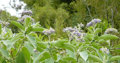 woolly nightshade plant with flowers