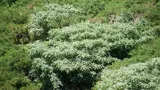 woolly nightshade
