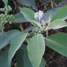 woolly nightshade