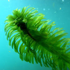 egeria