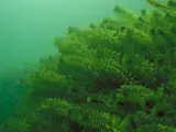 Egeria under water