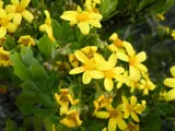 boneseed flowers