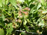 boneseed plant