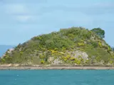 hill with boneseed