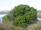 boneseed bush