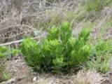 boneseed plant