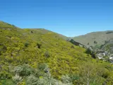 hill covered in boneseed