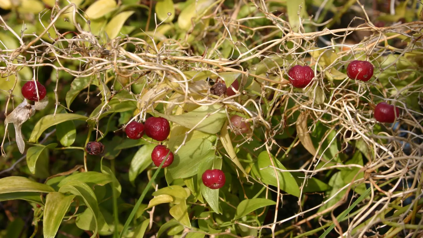 Smilax