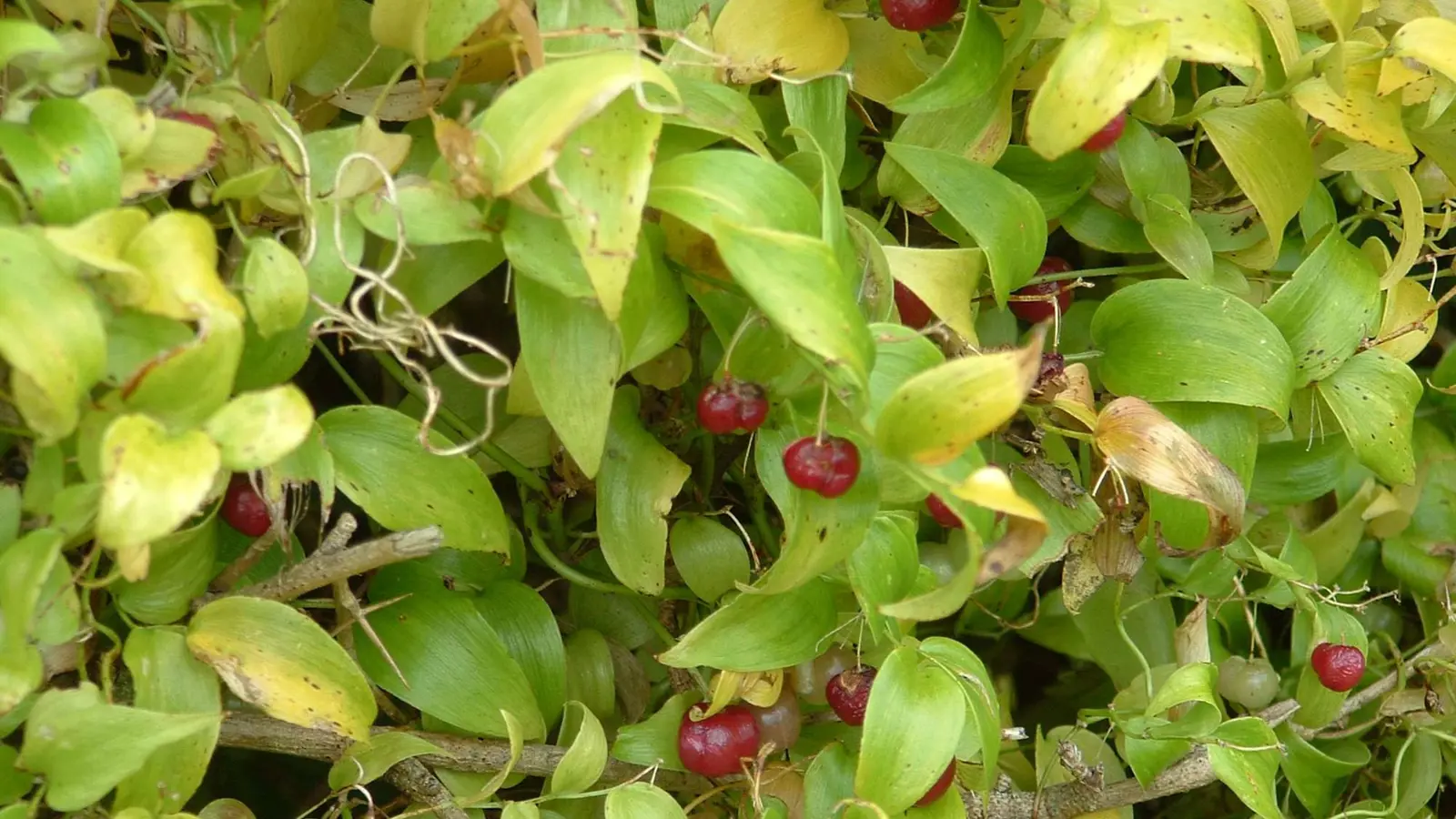 Smilax