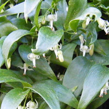 smilax