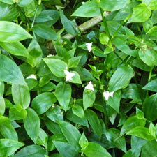 Tradescantia