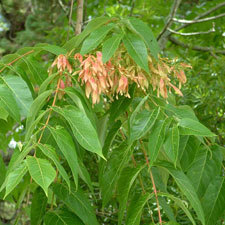 tree of heaven
