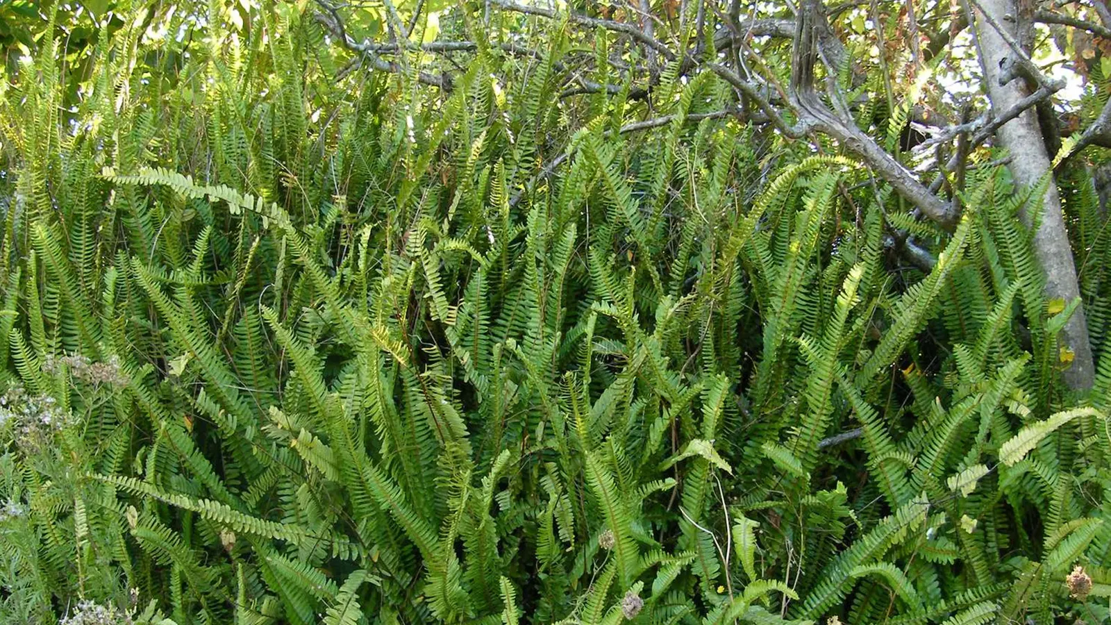 Tuber ladder fern