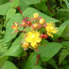 Tutsan