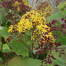 Velvet Groundsel