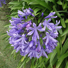 Agapanthus