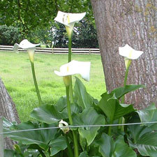 arum lily
